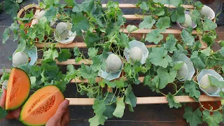 Easy - Experiment with growing Cantaloupe - Cantaloupe on the terrace yields unexpected