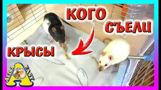 ЧЕМ мы КОРМИМ Крыс? / Уборка в клетке У КРЫС / Крысы не Хомки / rats and hamsters / Alisa Easy Pets