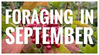 Foraging in September - UK Wildcrafts Foraging Calendar (Part 1 of 2)
