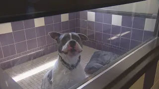 Animal Shelters In Colorado Desperate To Free Up Space
