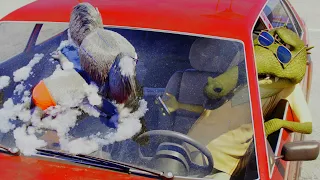 Koala Car Wash