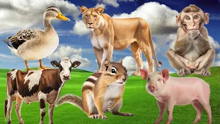 Amazing Sounds of Familiar Animals Around Us: Lioness, Pig, Duck, Chipmunk, Cow - World Animals