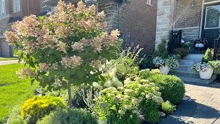 Front Garden Tour (relaxing with plant names) - Mid August 2022