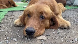Homeless Hungry Dog With Sad Eyes Begs for Food