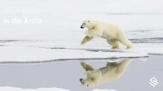 Polar Bears in the Arctic