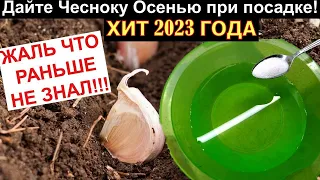 Срочно! Чесноку Осенью при посадке! А Вы знали хит 2023года?