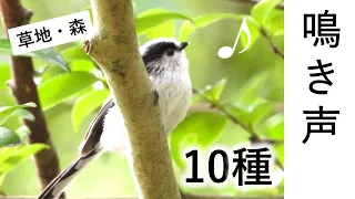 【解説！】鳥の鳴き声10種 ～草地・森林の鳥 (夏)～