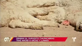 Video: Dron capta a supuesto “chupacabras” en Oruro