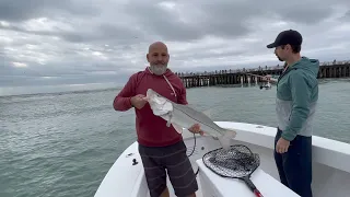 Live Bait Snook Fishing the World Famous Sebastian Inlet Florida!!!