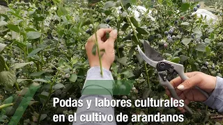 Podas y labores culturales en el cultivo de arandanos - TvAgro por Juan Gonzalo Angel Restrepo