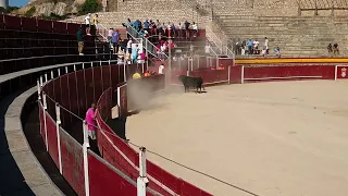 The angry black Bull (Spain)