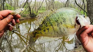 CREEK CRAPPIE FISHING From The BANK‼️ SPRING CRAPPIE 2024‼️