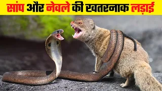सांप और नेवले की दिल दहला देने वाली लड़ाई |  Snake vs Mongoose Fight