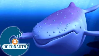Octonauts - La baleine à bosse albinos | Dessins animés pour enfants
