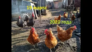 Новости из деревни / 19 марта 2020 года / Жизнь в деревне/ Приблуда от канала "Деревенский блокнот "