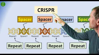 CRISPR-Cas9 perfekt erklärt - Genediting - ein revolutionäre Technologie