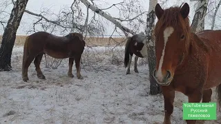 Почему Русский тежеловоз.