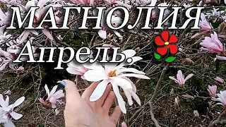Апрельские магнолии цветут и растут под Минском. Легко, быстро!