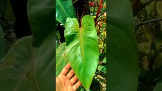 How Care & Propagate Philodendron | Indoor Plant | Urdu/Hindi