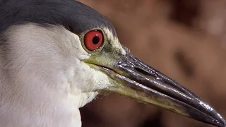 Smart Bird Uses Bread as Bait for Fishing | Super Smart Animals | BBC Earth
