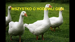 -6- ZWIERZĘTA GOSPODARSKIE: WSZYSTKO O HODOWLI GĘSI, OPŁACALNOŚĆ, WYMAGANIA, PORADY