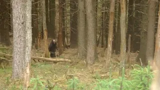 Australian Bigfoot Yowie caught on camera in Alpine National Park Victoria