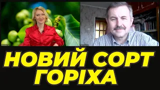 Цей сорт горіхів збільшує рентабельність розповідає Петро СКРИПЧУК