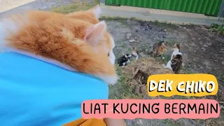 Dek Chiko Liat Kucing Main. funny video cat cats animal animals trending kucing viral pet pets dog