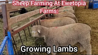 Sheep Farming At Ewetopia Farms: Growing Lambs|Vlog 041|2022