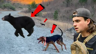 IN THE ACTION - Chasing BEAR with our Dogs!