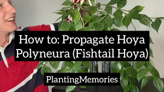 How to take Hoya Polyneura cuttings (Fishtail Hoya)