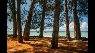 Всё об отпуске  Абхазия   Август 2021г  часть 6  Пицу́ндская реликтовая роща  Дикий пляж