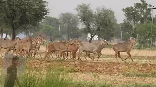 a boy try to catch nilgay ||tech earth|| #nilgaiwild, #wildlifeindia,