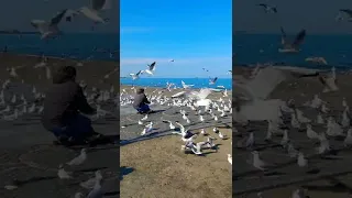 Fight over the bread crowds of seagulls Foules de mouettes au bord de la mer
