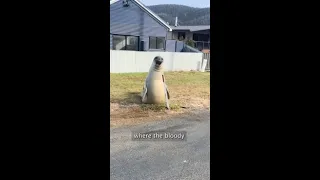 World obsessed with Neil the Seal who terrorises locals