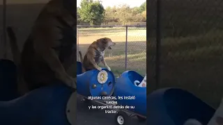 El hombre que construyo un tren para pasear a sus perritos