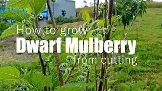 How to grow Dwarf Mulberry from cutting