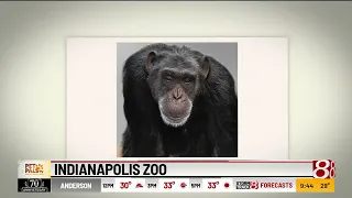 'Pet Pals TV': New chimp enclosure coming to Indy Zoo