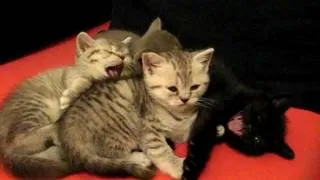 3 котенка зевают 3 kittens yawn