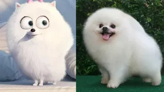 The Secret Life of Pets ALL CHARACTERS IN REAL LIFE