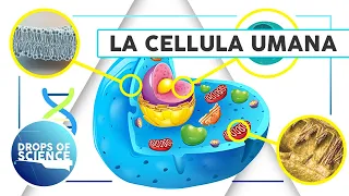 Com'è fatta una cellula?