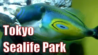 🇯🇵 Kasai Rinkai Park, Tokyo Sea Life Park, Ikspiari (HD)　葛西臨海公園