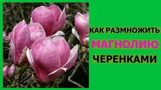 КАК РАЗМНОЖИТЬ МАГНОЛИЮ ЧЕРЕНКАМИ...(как правильно выбрать и подготовить черенок)