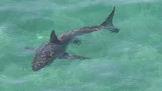 2022 Fatal Shark Attack South Africa White Shark