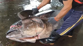 World's Sharpest Knife Cut 250KG Giant Bluefin Tuna Just Like Cutting Butter