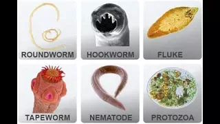 Microbiology of Parasites