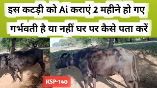 इस कटड़ी  को एआई करें 2 महीना हो गए गर्भवती है या नहीं चेक || gaay bhains semen garbhvati KSP -140 ?