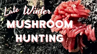 Winter Mushroom Hunting - Sticky Oysterlings, Slime Molds, and Truffle Crumbs, Oh My!