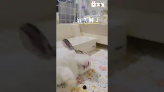 Cute bunny ready to sleep💤小乖準備睡覺 #兔子 #rabbit  #bunny #ウサギ #うさぎ #토끼