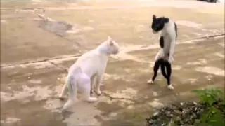 Ninja cat - come at me bro || HD 1080p